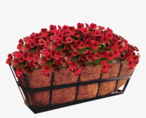 Hazzard's Seeds Petunia-spreading Easy Wave Velour #1213113