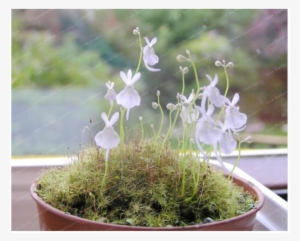 100 Particles /bag Small White Rabbit Bladderwort Carnivorous - Utricularia #1213155