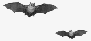 Bats Png #1216716