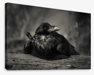 Jabba The Raven Canvas Print - Jabba The Hutt #1220831