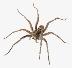 Brown Spider - Wolf Spider #1222059