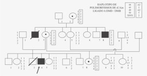 Detección De Portadoras De Distrofia Muscular Duchenne/becker - Diagram #1222520