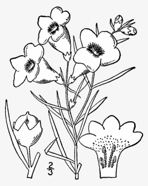 Agalinis Purpurea Drawing - Drawing Png #1222637