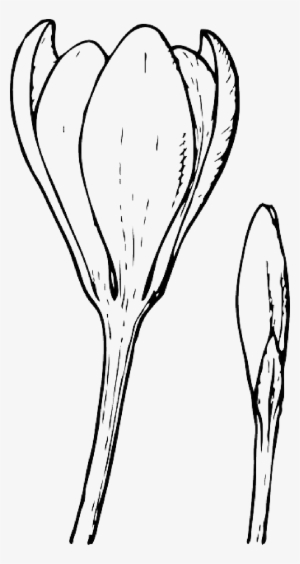 Mb Image/png - Flower Bud Clip Art #1224098