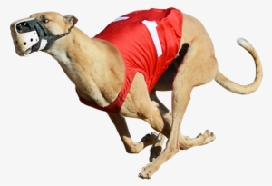 One Of The Greyhounds Racing At Bestbet - Greyhound Racing Png #1224508