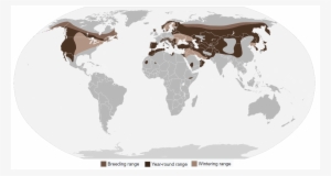 Golden Eagle School Age - Golden Eagle Location #1225017