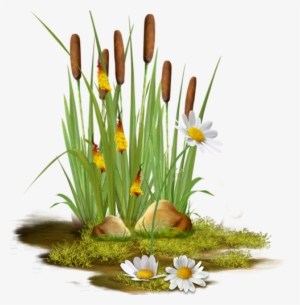 Cattails - Clipart Pond Reeds Transparent #1225154