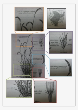 Bouteloua Gracilis, Blue Grama, Grass, Sketch - Blue Grama #1227023
