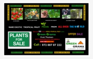 Green Grama World Tropicalfruit Plants - Plants #1227263