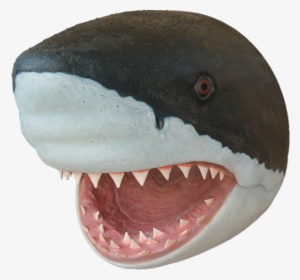 Tiger Shark Dog Puppy Fish - Shark Head Png #1228212