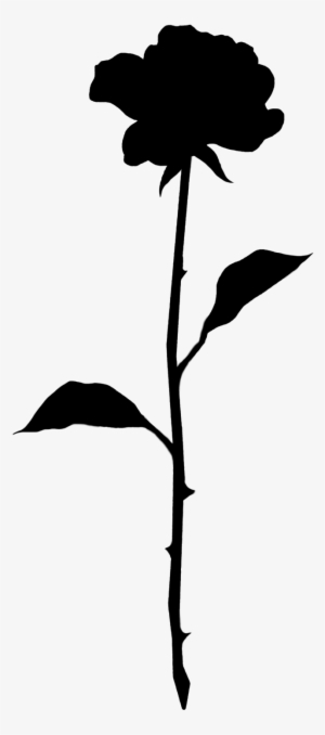 11353 - Garden Roses #1229249