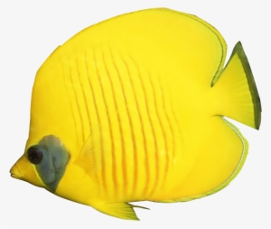 Tropical Fish Downloads Banner Black And White Download - Butterfly Fish Clip Art #1229442