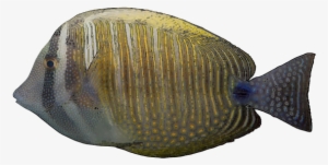 Free Tropical Fish Clip Art - Pomacentridae #1229471