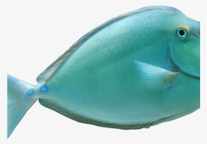 Tropical Fish Clipart Realistic - Unicorn Fish #1229581