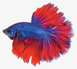 Tropical Fish For Sale Online - Photography #1229801