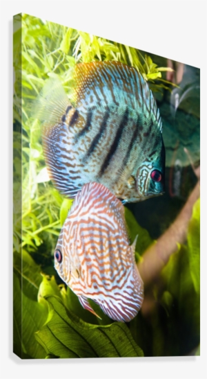 Tropical Fish Canvas Print - Posterazzi Tropical Fish Posterprint 12.00 X 19.00 #1229867