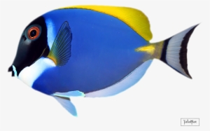 Фотки Colorful Fish, Tropical Fish, Stone Art, Lagos, - Mrs Grossman Mrs. Grossman's Stickers - Tropical Fish #1229941