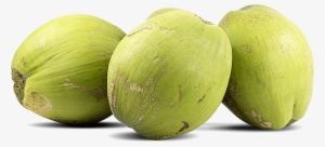 Coconut #1230103