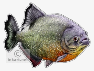 Red-breasted Piranha Decal - Red Bellied Piranha Png #1230183