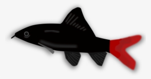 Koi Aquarium Tropical Fish Goldfish - Black And Red Aquarium Fish #1230187