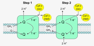Complex Iii Reaction - Q Cycle In Oxidative Phosphorylation #1234844