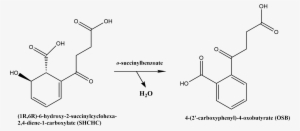Chemical Reaction Catalyzed By Osbs - Chemical Reaction Png #1234945