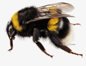 Bleed Area May Not Be Visible - Bombus Terrestris #1235277