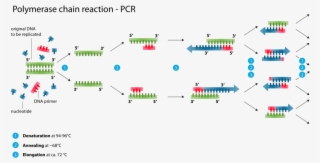 Polymerase Chain Reaction #1235325