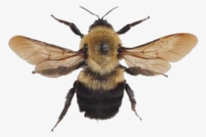 Bee Bumblebee Yellow Aesthetic Png Arthoe Honey Memes - Aesthetic Bees Background #1235438