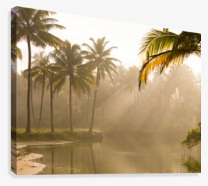 Palm Trees And Sunbeams, Kerala, India Canvas Print #1236153 Palm Trees And Sunbeams, Kerala, India Canvas Print #1236153