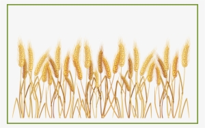 Sun Beams Clipart - Wheat Clipart Transparent Background #1236353