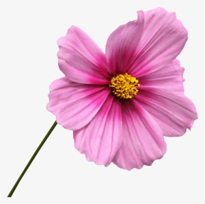 Download - Flor Png #1236359
