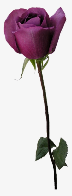 Stemrose1 330 X - Transparent Background Purple Roses Png #1236821