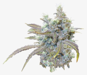 Super Silver Haze - Silver Haze Transparent #1237028