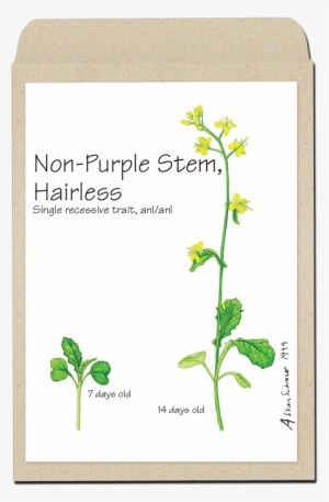 Varieties Of Fast Plants Seeds - Wisconsin Fast Plants Hairy #1237526