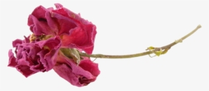 Florals - Red #1238053