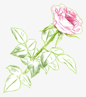 Rose Drawing Color Png Picture Image - Rose Drawing Color Transparent #1238744