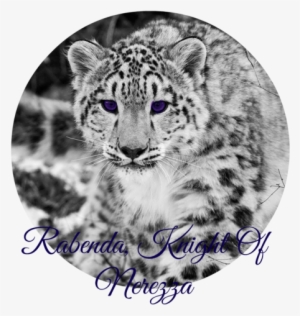 Snow Leopard Snow Hunting Attention Black And White - Guepardo De Las Nieves #1240195