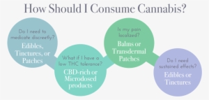 Flow Chart -04 - Baby Ferret #1240893