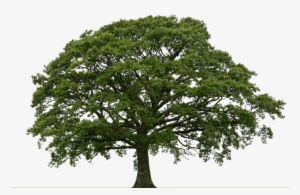 Brainerd Tree Moving & Sales Llc Dba Bearback Tree - Mangrove 3d Model Free #1241030