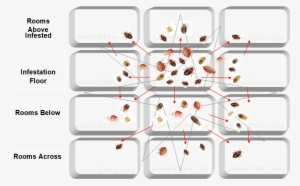 Star Burst - Bed Bug Bite #1241341
