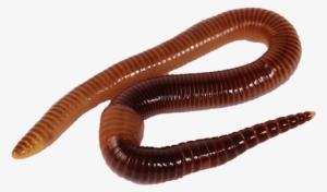 Earthworm Worm Png - Worm Hd #1243260