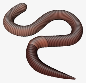 Earthworm Worm Png - Earth Worm Png #1243290