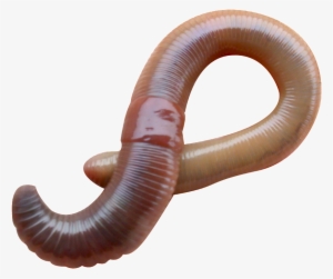 Lumbricus Terrestris #1243345