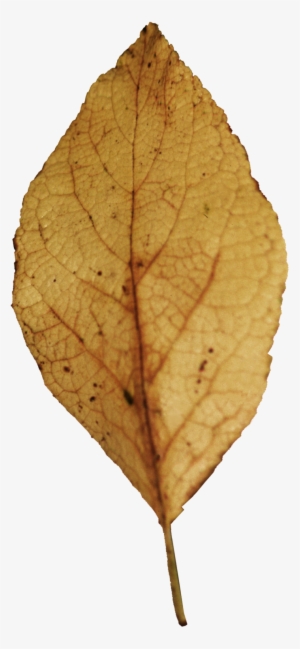 Hoja De Árbol Seca En Png #1243565