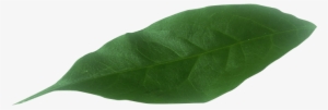 Hoja - Hoja Png #1243598