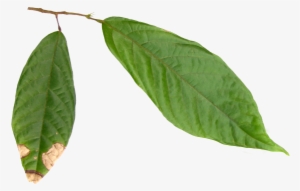 To Understand A Cocoa Product Flavor Profile Or A Cocoa - Hojas De Cacao Png #1243714