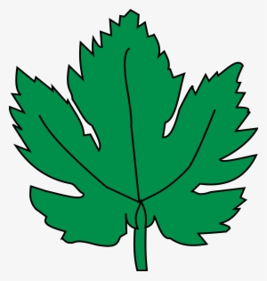 Open - Hoja De La Parra #1243734