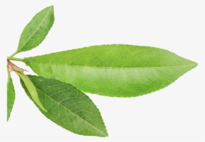 Bulletin - Bay Laurel #1243738 Bulletin - Bay Laurel #1243738