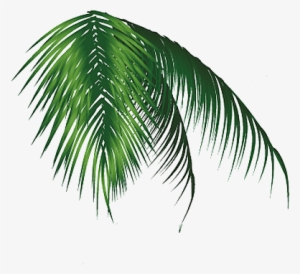 Hoja Palmera Png - Coconut #1243761